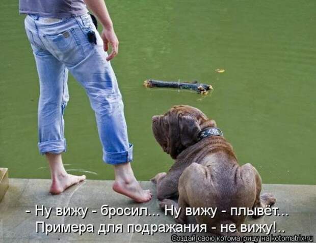 Котоматрицы(картинки с надписями)