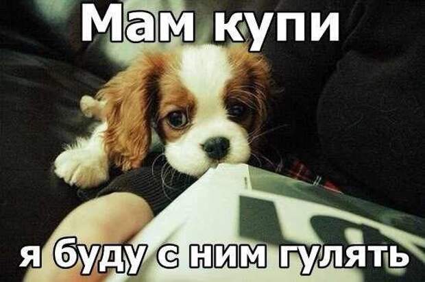 прикол, животные собаки