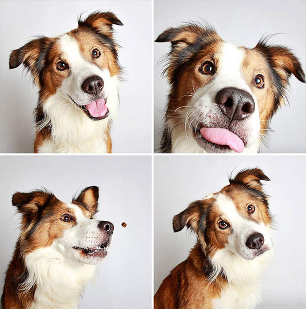 adopted-dog-teton-pitbull-humane-society-utah-17