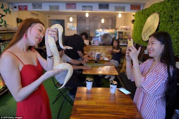 Кафе в столице Камбоджи решило всерьез побороться за репутацию рептилий