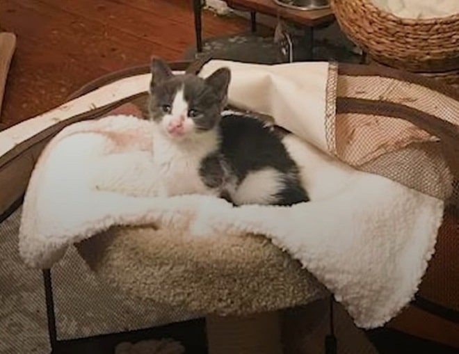 Маленький котенок Котенок в кроватке