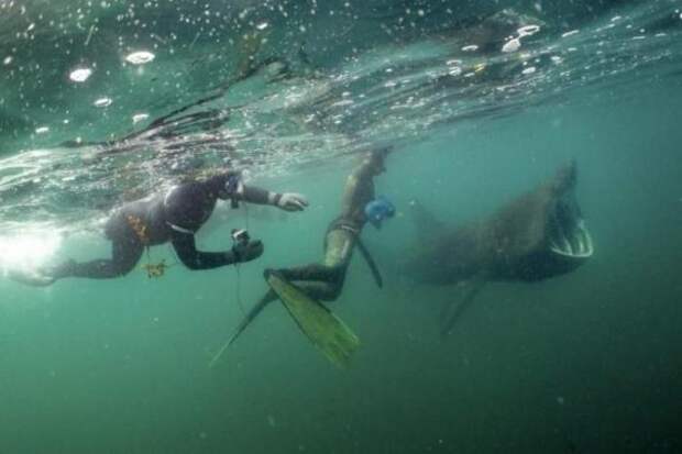 Дайверы спустились под воду и напоролись на акулу-гиганта Дайверы спустились под воду и напоролись на акулу-гиганта акула, водный мир, гигант, дайвер, дайвинг, животные, пасть, страх