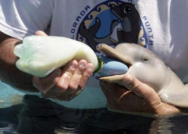 Дельфины – уникальные жители нашей планеты