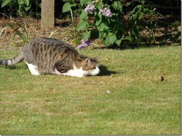 Кошки-мышки