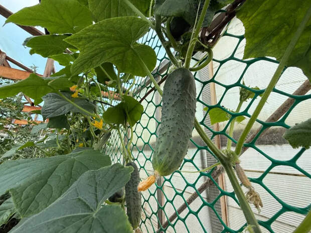 Как посадить огурцы в бочках, мешках и на шпалерах — необычные способы 