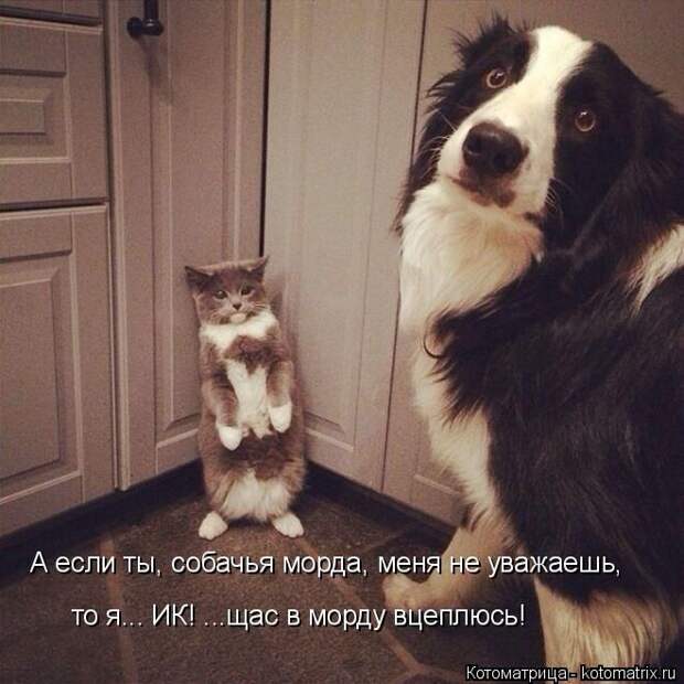 Лучшие котоматрицы недели (50 фото)