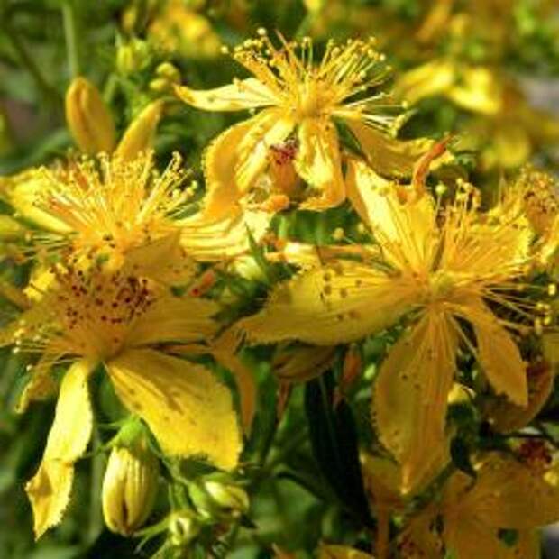 Зверобой продырявленный (Hypericum perforatum)