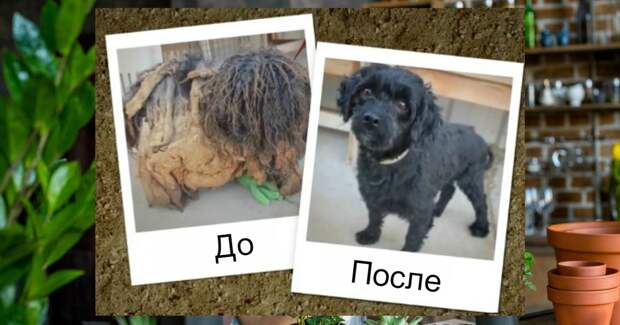 После заставить. После заставить