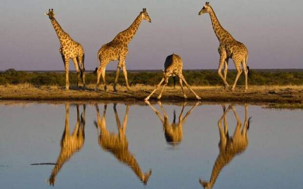 Жираф — это млекопитающее из отряда парнокопытных. Описание, ареал обитания и образ жизни жирафа