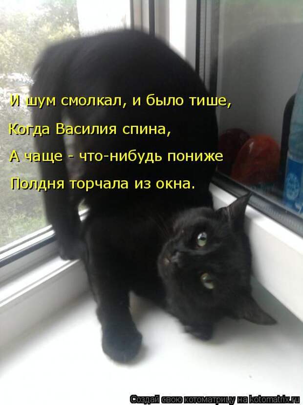 Лучшие котоматрицы недели (50 фото)