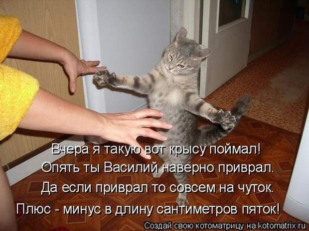 Лучшие котоматрицы недели (50 фото)