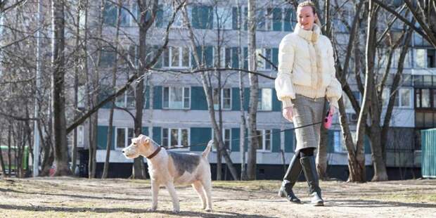 Волонтеры Москвы ежедневно выгуливают 120 собак московских пенсионеров/mos.ru