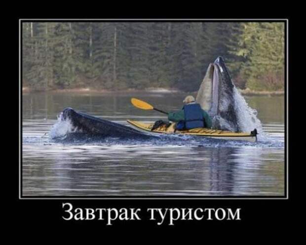 Смешные и забавные демотиваторы 
