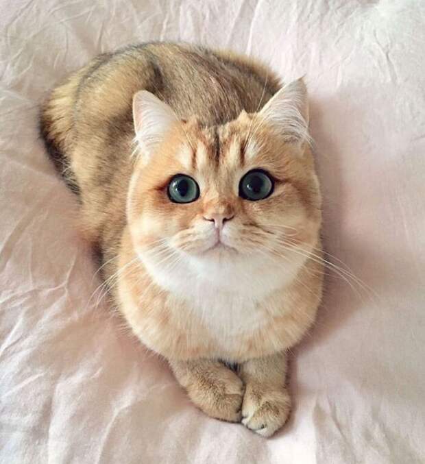 Красивые и необычные кошки