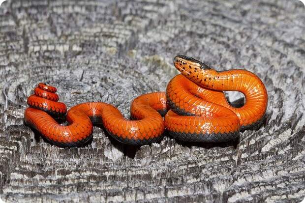 Точечная ошейниковая змея (лат. Diadophis punctatus)