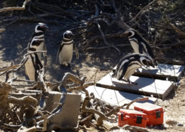 Агрессивные магеллановы пингвины оказались «левшами»