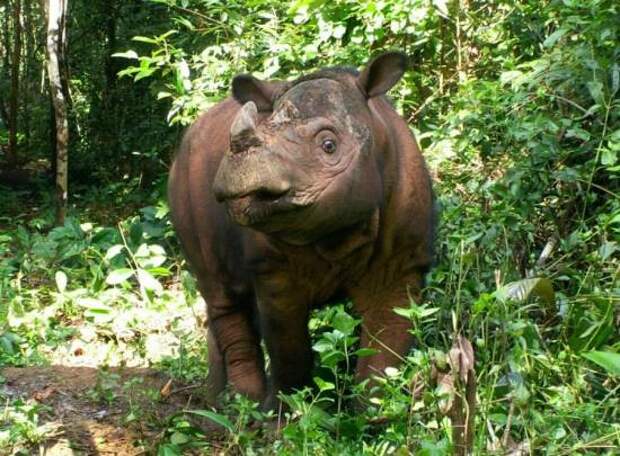 Суматранский носорог вымирание, животные, факты