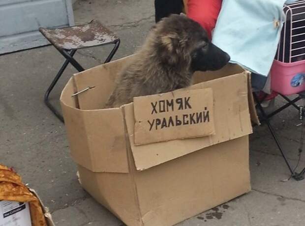 Объявление
