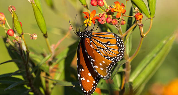 milkweed