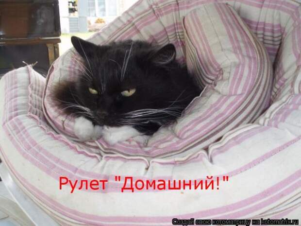Лучшие котоматрицы недели (50 фото) Лучшие котоматрицы недели (50 фото)