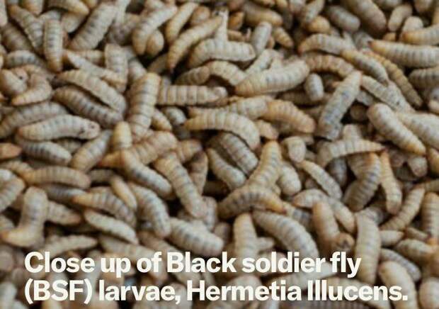 Обанкротились сразу три производителя еды из насекомых