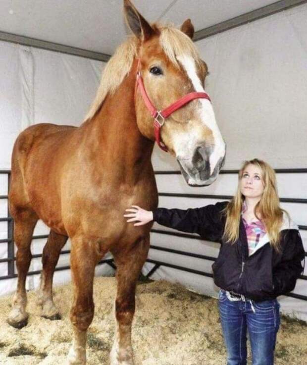 Большой Джейк - самый высокий конь в мире гигант, домашние животные, животные, конь, лошадь, рекорд, рекордсмен, рост