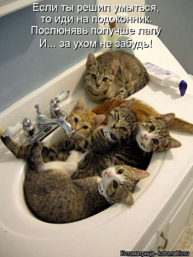 Лучшие котоматрицы за неделю