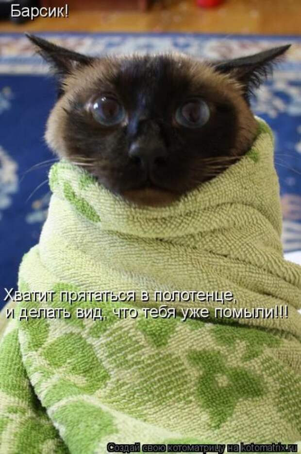 Котоматрицы(картинки с надписями)
