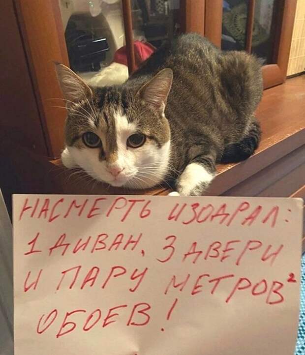 Прикольные и смешные картинки