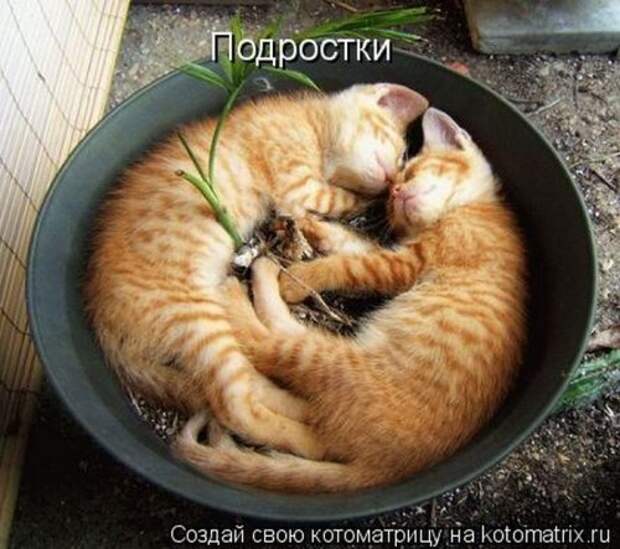 Лучшие котоматрицы недели, 35 шт.