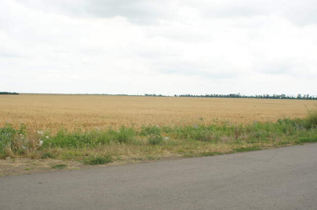 Ростовской области предрекли потерю трети всего урожая из-за засухи