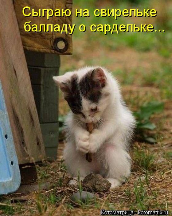 Котоматрицы(картинки с надписями)