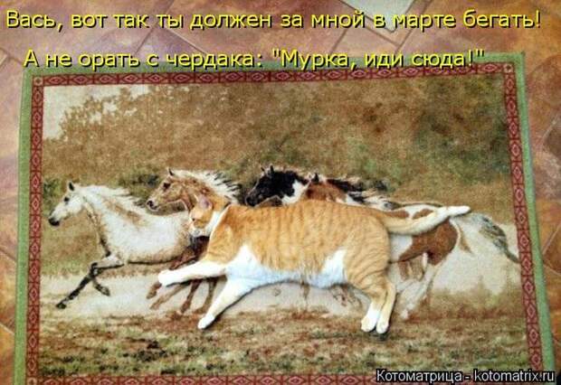 Лучшие котоматрицы недели (50 фото)