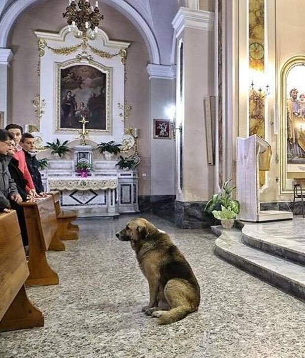 Собака ежедневно приходит в церковь и ждет умершую хозяйку животные, новости, фото