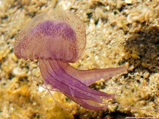 Инопланетные существа: медузы