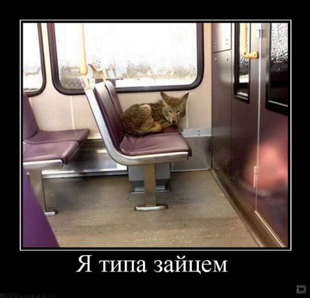 Позитивные демотиваторы для веселья (11 фото) Позитивные демотиваторы для веселья (11 фото)