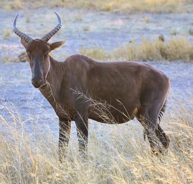 Североафриканская коровья антилопа животные, интересное, природа, человек