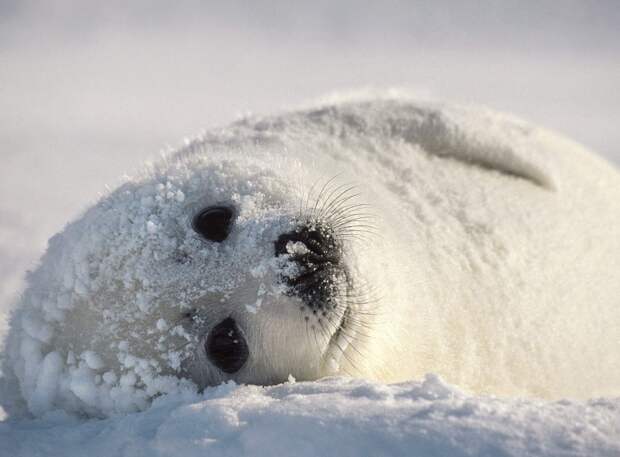 40 очаровательных животных в снегу животные, зима, милота, позитив, снег