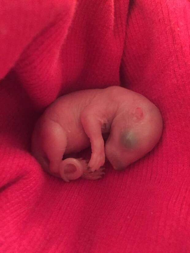 Люди спасли новорожденного бельчонка, но он вырос и отказался быть белкой 