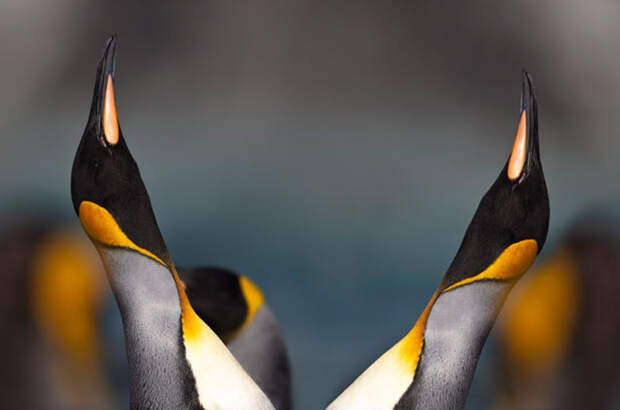 Фотография: Фото пингвинов от Ника Гарбутта №6 - BigPicture.ru