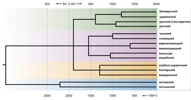 Реконструированное филогенетическое дерево балто-славянских языков. Шкала времени показывает время разделения разных языковых ветвей/Источник genofond.ru