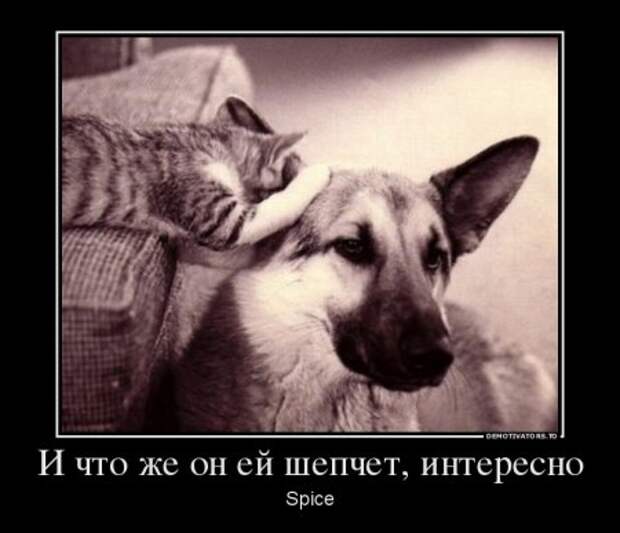Демотиваторы они опять с нашими комментариями.