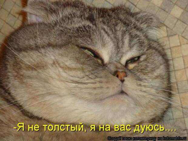 Котоматрицы(картинки с надписями)