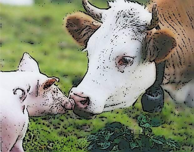3821971_87325115_Pig_and_cow (480x376, 94Kb)