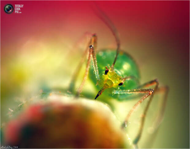 aimishboy 018 Удивительная макрофотография: неожиданно гламурные насекомые и многое другое