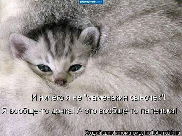 Лучшие котоматрицы недели (50 фото) Лучшие котоматрицы недели (50 фото)