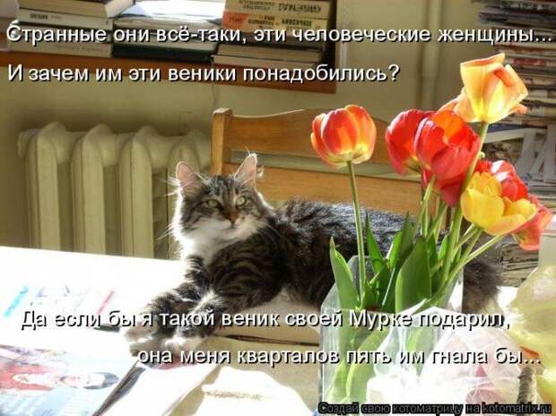 Котоматрицы :)