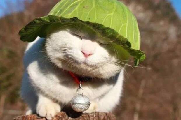 35 обалденных котов, которые умеют правильно отдыхать