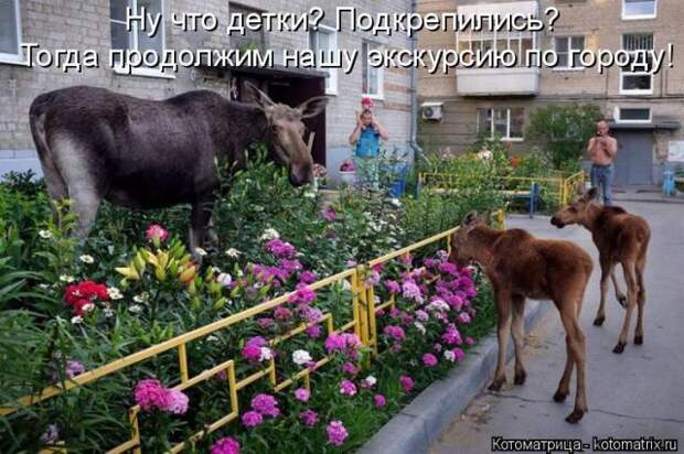 Лучшие котоматрицы недели (50 фото)