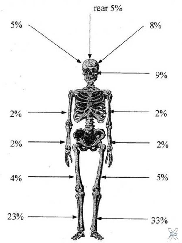 Иллюстрации скелетов с процентами при...